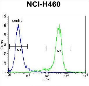 NBN / Nibrin Antibody - NBN Antibody flow cytometry of NCI-H460 cells (right histogram) compared to a negative control cell (left histogram). FITC-conjugated goat-anti-rabbit secondary antibodies were used for the analysis.