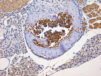 NBN / Nibrin Antibody - NBS1 antibody - IHC of paraffin-embedded mouse bone marrow.  This image was taken for the unconjugated form of this product. Other forms have not been tested.