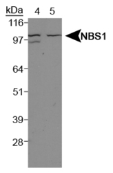 NBN / Nibrin Antibody - NBS1 Antibody - Western Blot on NIH/3T3 (Lane 4) and HeLa whole cell extract (Lane 5).  This image was taken for the unconjugated form of this product. Other forms have not been tested.