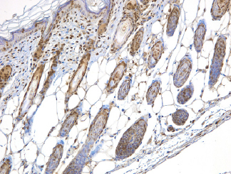 NBN / Nibrin Antibody - NBS1 antibody - IHC of paraffin-embedded mouse skin.  This image was taken for the unconjugated form of this product. Other forms have not been tested.