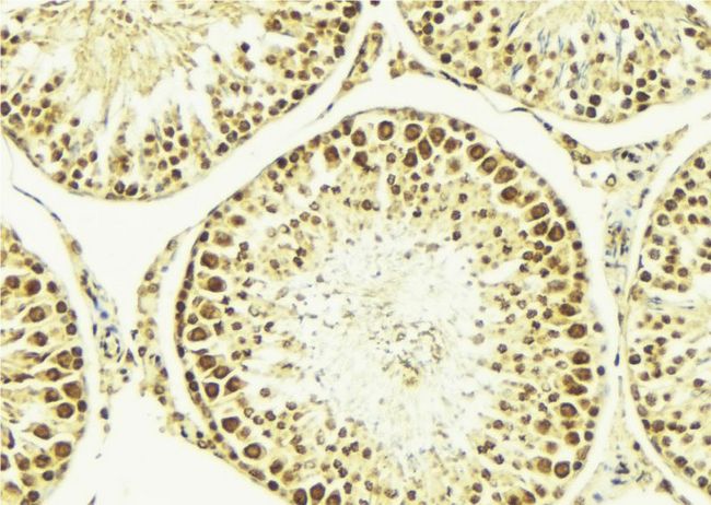 NBN / Nibrin Antibody - 1:100 staining mouse testis tissue by IHC-P. The sample was formaldehyde fixed and a heat mediated antigen retrieval step in citrate buffer was performed. The sample was then blocked and incubated with the antibody for 1.5 hours at 22°C. An HRP conjugated goat anti-rabbit antibody was used as the secondary.