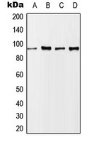 NBN / Nibrin Antibody - Western blot analysis of Nibrin (pS343) expression in Jurkat (A); LO2 UV-treated (B); Raw264.7 UV-treated (C); PC12 (D) whole cell lysates.