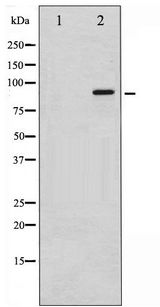 NBN / Nibrin Antibody - Western blot of p95/NBS1 phosphorylation expression in Jurkat whole cell lysates,The lane on the left is treated with the antigen-specific peptide.