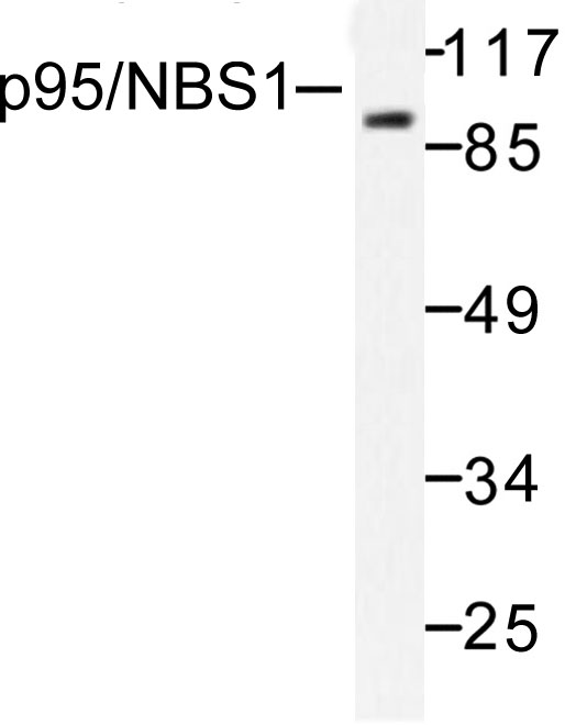 NBN / Nibrin Antibody - Western blot of p95/NBS1 (T337) pAb in extracts from 293 cells.