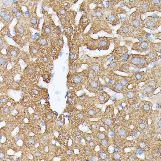 NBP / NUBP1 Antibody - Immunohistochemistry of paraffin-embedded Mouse liver using NUBP1 Polyclonal Antibody at dilution of 1:100 (40x lens).