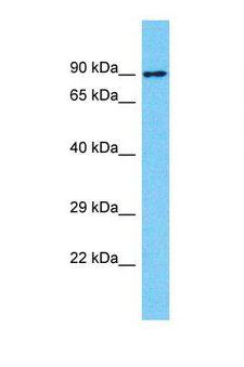 NBPF10 Antibody - Western blot of Human HT1080. NBPF10 antibody dilution 1.0 ug/ml.  This image was taken for the unconjugated form of this product. Other forms have not been tested.