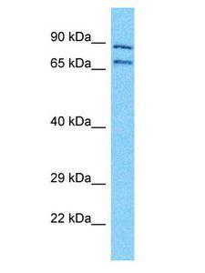 NBPF11 Antibody - NBPF11 antibody Western Blot of HepG2. Antibody dilution: 1 ug/ml.  This image was taken for the unconjugated form of this product. Other forms have not been tested.