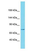 NBPF15 Antibody - NBPF15 antibody Western Blot of Placenta. Antibody dilution: 1 ug/ml.  This image was taken for the unconjugated form of this product. Other forms have not been tested.