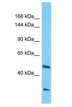 NBPF3 Antibody - NBPF3 antibody Western Blot of Jurkat. Antibody dilution: 1 ug/ml.  This image was taken for the unconjugated form of this product. Other forms have not been tested.