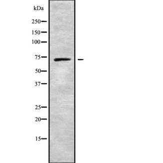 NBPF3 Antibody - Western blot analysis NBPF3 using HuvEc whole cells lysates