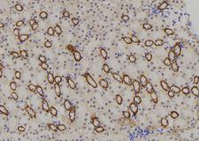 NBPF4 Antibody - 1:100 staining mouse kidney tissue by IHC-P. The sample was formaldehyde fixed and a heat mediated antigen retrieval step in citrate buffer was performed. The sample was then blocked and incubated with the antibody for 1.5 hours at 22°C. An HRP conjugated goat anti-rabbit antibody was used as the secondary.