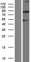NBPF6 Protein - Western validation with an anti-DDK antibody * L: Control HEK293 lysate R: Over-expression lysate