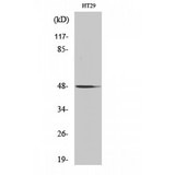 NBPF7 Antibody - Western blot of NBPF7 antibody