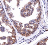 NBR1 Antibody - Immunohistochemistry: NBR1 Antibody - Staining of NBRI in mouse prostate.  This image was taken for the unconjugated form of this product. Other forms have not been tested.