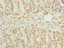 NBR1 Antibody - Immunohistochemistry of paraffin-embedded human adrenal gland tissue at dilution 1:100