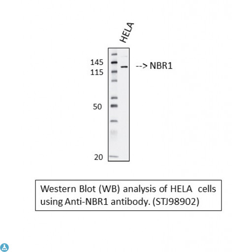 NBR1 Antibody - Western blot (WB) analysis of Anti-NBR1 antibody.