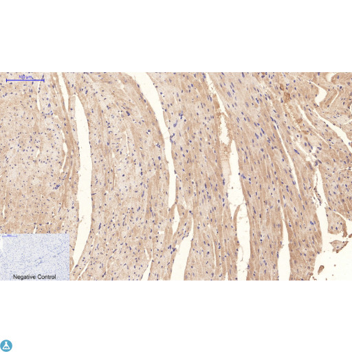 NBR1 Antibody - Immunohistochemical analysis of mouse heart tissue. Anti-NBR1 at 1:200 (4°C, overnight). Antigen retrieval - Sodium Citrate pH6 (>98°C, 20min). Secondary - 1:200 (room temp, 30min). Negative control - Secondary only