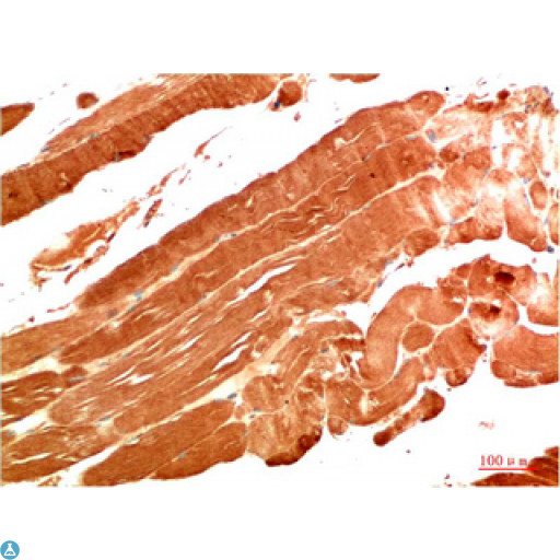NBR1 Antibody - Immunohistochemical analysis of paraffin-embedded Human Skeletal Muscle Tissue using NBR1 Mouse monoclonal antibody diluted at 1:200.