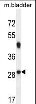 NCALD / Neurocalcin Delta Antibody - NCALD Antibody western blot of mouse bladder tissue lysates (35 ug/lane). The NCALD antibody detected the NCALD protein (arrow).