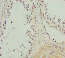 NCALD / Neurocalcin Delta Antibody - Immunohistochemistry of paraffin-embedded human testis tissue at dilution 1:100