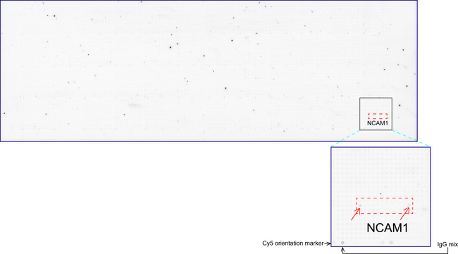 NCAM / CD56 Antibody - OriGene overexpression protein microarray chip was immunostained with UltraMAB anti-NCAM1 mouse monoclonal antibody. The positive reactive proteins are highlighted with two red arrows in the enlarged subarray. All the positive controls spotted in this subarray are also labeled for clarification. (1:100)