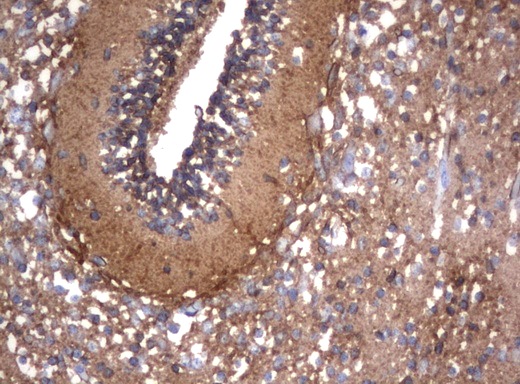 NCAM / CD56 Antibody - Immunohistochemical staining of paraffin-embedded Human embryonic cerebellum using anti-NCAM1 mouse monoclonal antibody.  heat-induced epitope retrieval by 10mM citric buffer, pH6.0, 120C for 3min)