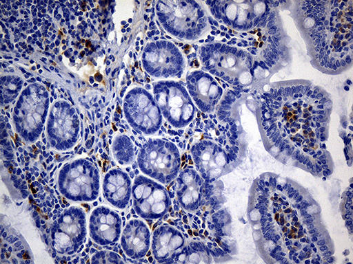 NCAM / CD56 Antibody - Immunohistochemical staining of paraffin-embedded mouse ascending colon tissue using anti-CD56. (NCAM1) clone UMAB83 mouse monoclonal antibody. (Heat-induced epitope retrieval by 1mM EDTA in 10mM Tris buffer. (pH8.5) at 120°C for 3 min. (1:300).