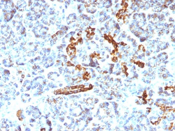 NCAM / CD56 Antibody - FFPE human pancreas tested with CD56 antibody (NCAM1/795).  This image was taken for the unmodified form of this product. Other forms have not been tested.