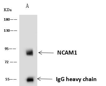 NCAM / CD56 Antibody - NCAM1 was immunoprecipitated using: Lane A: 0.5 mg Jurkat Whole Cell Lysate. 4 uL anti-NCAM1 rabbit polyclonal antibody and 60 ug of Immunomagnetic beads Protein A/G. Primary antibody: Anti-NCAM1 rabbit polyclonal antibody, at 1:100 dilution. Secondary antibody: Goat Anti-Rabbit IgG (H+L)/HRP at 1/10000 dilution. Developed using the ECL technique. Performed under reducing conditions. Predicted band size: 94 kDa. Observed band size: 94 kDa.