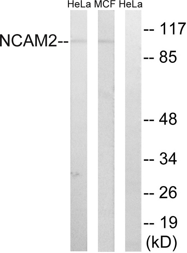 NCAM2 Antibody - Western blot analysis of lysates from MCF-7 and HeLa cells, using NCAM2 Antibody. The lane on the right is blocked with the synthesized peptide.