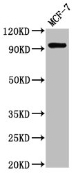 NCAM2 Antibody - Positive Western Blot detected in MCF-7 whole cell lysate. All lanes: NCAM2 antibody at 2.7 µg/ml Secondary Goat polyclonal to rabbit IgG at 1/50000 dilution. Predicted band size: 94, 48 KDa. Observed band size: 94 KDa