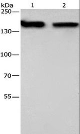 NCAPD2 Antibody - Western blot analysis of 293T and HeLa cell, using NCAPD2 Polyclonal Antibody at dilution of 1:425.
