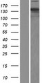 NCAPD2 Protein - Western validation with an anti-DDK antibody * L: Control HEK293 lysate R: Over-expression lysate