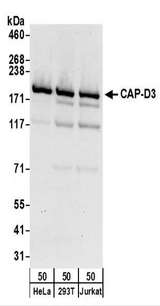 NCAPD3 / HCAP-D3 Antibody - Detection of Human CAP-D3 by Western Blot. Samples: Whole cell lysate (50 ug) from HeLa, 293T, and Jurkat cells. Antibodies: Affinity purified rabbit anti-CAP-D3 antibody used for WB at 0.1 ug/ml. Detection: Chemiluminescence with an exposure time of 30 seconds.