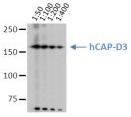 NCAPD3 / HCAP-D3 Antibody - Anti hCAP-D3, clone 2B5. HeLa cell lysates were separated by 7.5% SDS-PAGE and blotted onto nitrocellulose membrane (Schleicher&Schull). The membrane was blocked in 3% NFDM in PBS-T for 1h at RT and incubated at 4°C with anti hCAP-D3, clone 2B5 antibody at the indicated dilutions in 0.5% NFDM/PBS-T. After incubation with anti-mouse Fc-HRP coupled secondary antibody (Jackson Immunoresearch) for 1h at RT. ECL was performed with Western Lightning reagents (Perkin Elmer). A 90 sec exposure is shown.