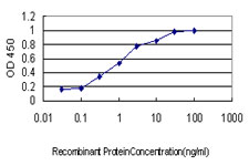 NCAPG / HCAP-G Antibody - Detection limit for recombinant GST tagged HCAP-G is approximately 0.1 ng/ml as a capture antibody.