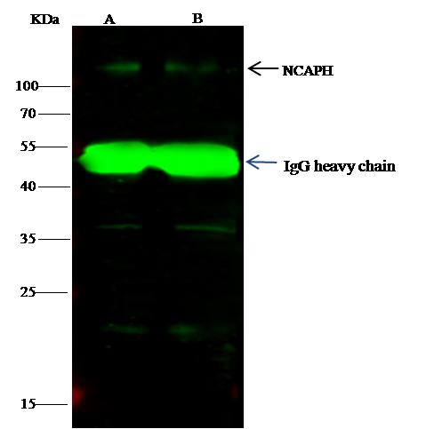 NCAPH / CAP-H Antibody - NCAPH was immunoprecipitated using: Lane A: 0.5 mg K562 Whole Cell Lysate. Lane B: 0.5 mg HepG2 Whole Cell Lysate. 4 uL anti-NCAPH rabbit polyclonal antibody and 15 ul of 50% Protein G agarose. Primary antibody: Anti-NCAPH rabbit polyclonal antibody, at 1:100 dilution. Secondary antibody: Dylight 800-labeled antibody to rabbit IgG (H+L), at 1:5000 dilution. Developed using the odssey technique. Performed under reducing conditions. Predicted band size: 83 kDa. Observed band size: 110 kDa.