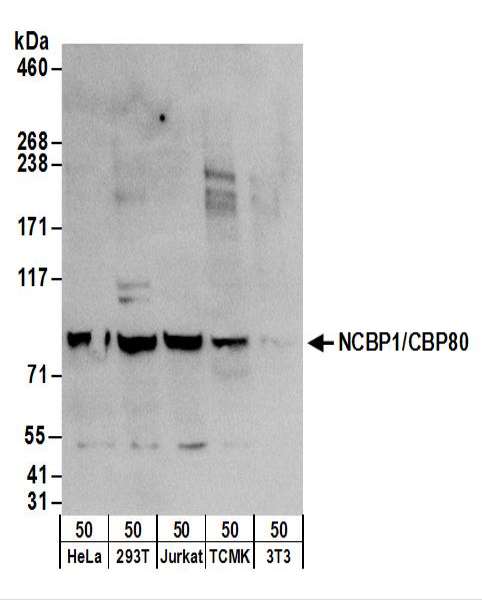 NCBP1 / CBP80 Antibody - Detection of Human and Mouse NCBP1/CBP80 by Western Blot. Samples: Whole cell lysate (50 ug) from HeLa, 293T, Jurkat, mouse TCMK-1, and mouse NIH3T3 cells. Antibodies: Affinity purified rabbit anti-NCBP1/CBP80 antibody used for WB at 0.4 ug/ml. Detection: Chemiluminescence with an exposure time of 30 seconds.
