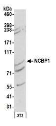 NCBP1 / CBP80 Antibody - Detection of mouse NCBP1 by western blot. Samples: Whole cell lysate (50 µg) from NIH 3T3 cells prepared using NETN lysis buffer. Antibody: Affinity purified rabbit anti-NCBP1 antibody used for WB at 0.1 µg/ml. Detection: Chemiluminescence with an exposure time of 3 minutes.