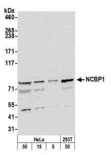 NCBP1 / CBP80 Antibody - Detection of human NCBP1 by western blot. Samples: Whole cell lysate from HeLa, (5, 15 and 50 µg), and HEK293T (50 µg) cells prepared using NETN lysis buffer. Antibody: Affinity purified rabbit anti-NCBP1 antibody used for WB at 0.1 µg/ml. Detection: Chemiluminescence with an exposure time of 30 seconds.