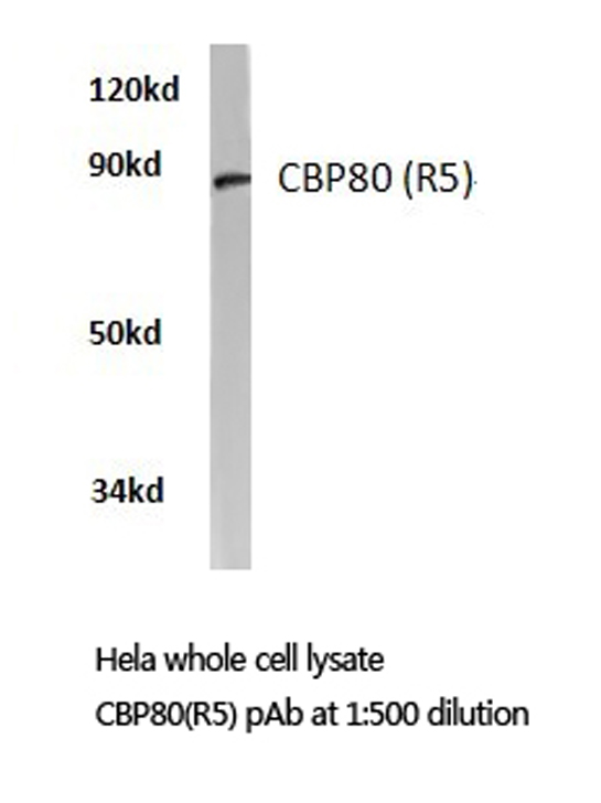NCBP1 / CBP80 Antibody - Western blot of CBP80 (R5) pAb in extracts from HeLa cells.