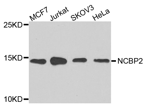 NCBP2 / CBP20 Antibody - Western blot analysis of extracts of various cells.
