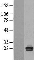 NCBP2 / CBP20 Protein - Western validation with an anti-DDK antibody * L: Control HEK293 lysate R: Over-expression lysate