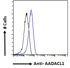 NCEH1 / AADACL1 Antibody - Goat Anti-AADACL1 Antibody Flow cytometric analysis of paraformaldehyde fixed A431 cells (blue line), permeabilized with 0.5% Triton. Primary incubation overnight (10ug/ml) followed by Alexa Fluor 488 secondary antibody (1ug/ml). IgG control: Unimmunized goat IgG (black line) followed by Alexa Fluor 488 secondary antibody.