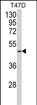 NCF1 / p47phox / p47 phox Antibody - Western blot analysis of NCF1C Antibody (C-term) in T47D cell line lysates (35ug/lane). NCF1C (arrow) was detected using the purified Pab.