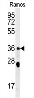 NCF1 / p47phox / p47 phox Antibody - NCF1 Antibody western blot of Ramos cell line lysates (35 ug/lane). The NCF1 antibody detected the NCF1 protein (arrow).
