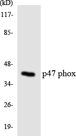 NCF1 / p47phox / p47 phox Antibody - Western blot analysis of the lysates from COLO205 cells using p47 phox antibody.