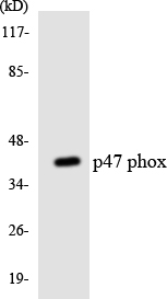NCF1 / p47phox / p47 phox Antibody - Western blot analysis of the lysates from HepG2 cells using p47 phox antibody.