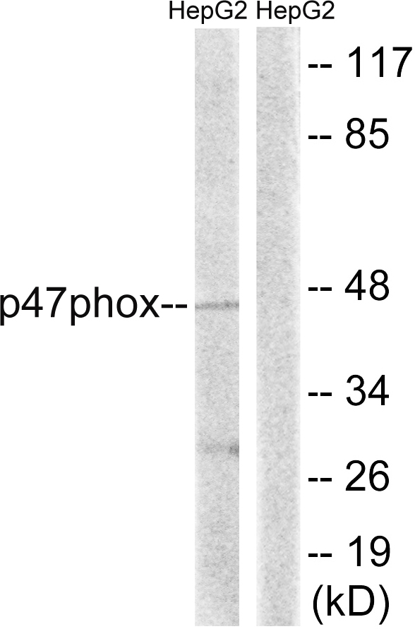 NCF1 / p47phox / p47 phox Antibody - Western blot analysis of lysates from HepG2 cells, treated with TNF 20ng/ml 5', using p47 phox Antibody. The lane on the right is blocked with the synthesized peptide.