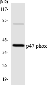 NCF1 / p47phox / p47 phox Antibody - Western blot analysis of the lysates from COLO205 cells using p47 phox antibody.